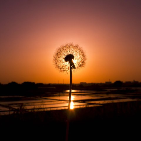 「夕陽とタンポポの綿毛（タテ）」