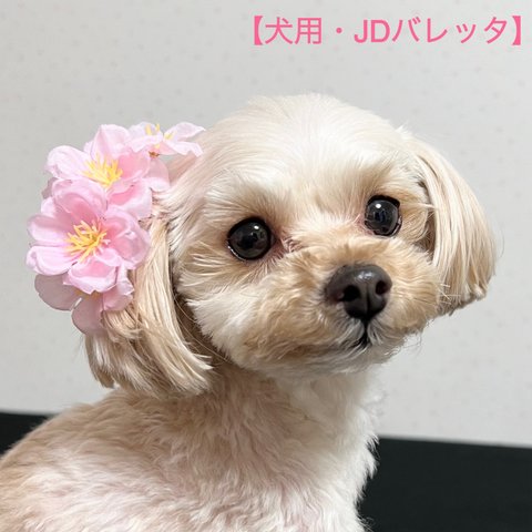 【犬用】桜 　JDバレッタ　リボン　 誕生日　記念日　セレモニー　お花見　犬ヘアアクセサリー　ペットアクセサリー