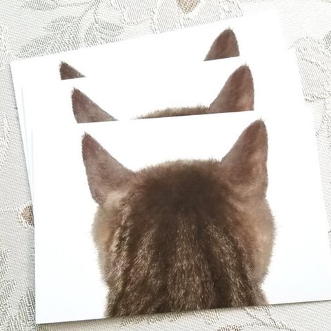 猫の後頭部ポストカード（トルン）