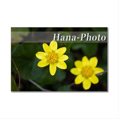 1438)  黄色の春の花たち　   ポストカード5枚組