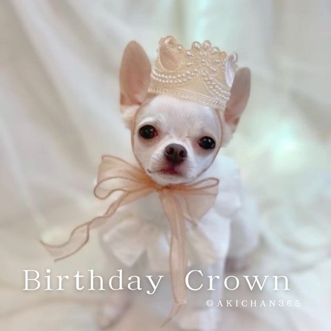 ミニ バースデークラウン あご紐付（w）小型犬用《ベビークラウン、パールクラウン、ティアラ、100日、記念日、誕生日、ハーフバースデー、ニューボーンフォト、1歳、あご紐、王冠、冠、犬、猫、うさぎ》