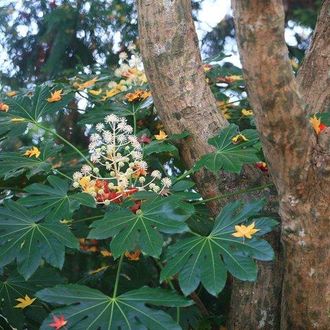 ヤツデの花　冬の花　初冬