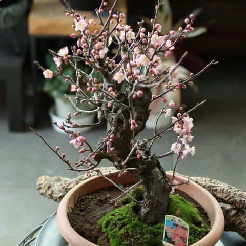 花梅一重咲きピンク　紅筆