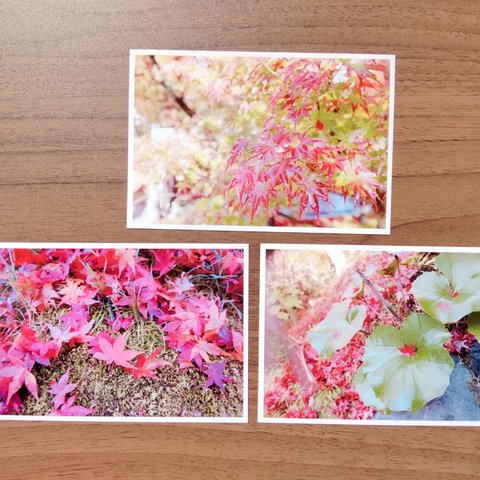 紅葉のポストカード(3枚セット)