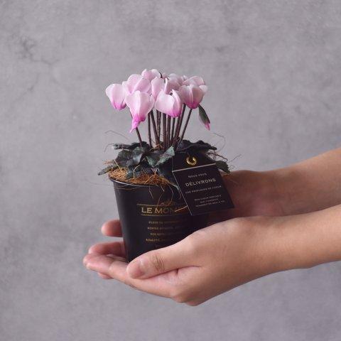 ◆粘土のお花◆　小さなシクラメン　ピンク　グラックブリキカップ…　S884