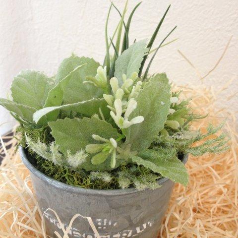 シルバーリーフの寄せ植え缶♪完売しました。