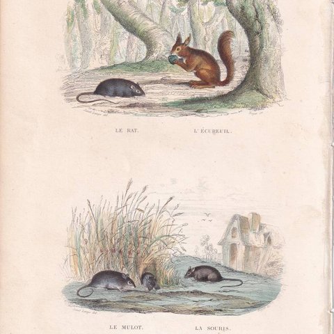 フランスアンティーク 博物画『哺乳類/リス/ネズミ2』 多色刷り石版画
