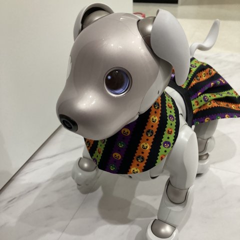 aibo ちゃんの　ぱっくんかぼちゃ　セットアップ　Robot AI aibo's setup wear