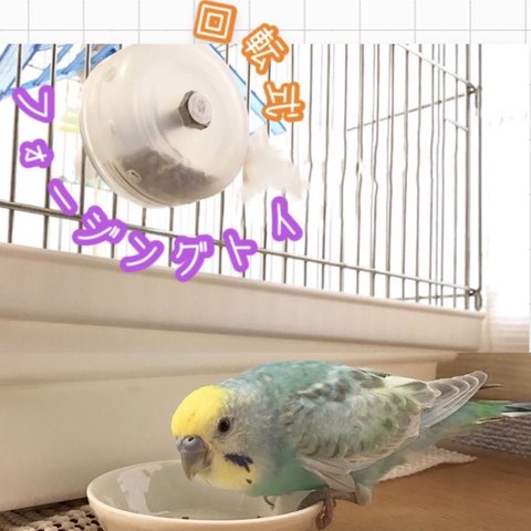 フォージングトイ★カプセル★回転式★バードトイ★おもちゃ★インコ★文鳥★小鳥★ごはん★おやつ★エサ★フォージング