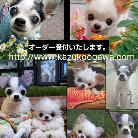 販売中♥️　愛犬ちゃんオーダー♥️　チワワ　プードル　実物大　分身　リアル　ぬいぐるみ　羊毛フェルト　作家　　カズコオガワ