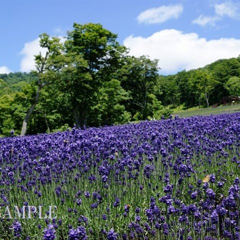 　　　リビングを華やかに♪A4サイズ写真　「高原のラベンダー畑」　A4版　写真とポストカード５枚