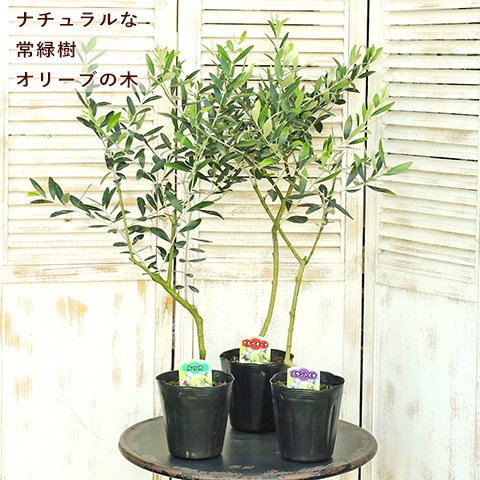 送料無料🍃現品販売 常緑苗木 オリーブの木 5号 ミッション／フラントイオ／アルベキーナ／ネバディロブランコ／ルッカ／レッチーノ 庭木 植木 実がなる