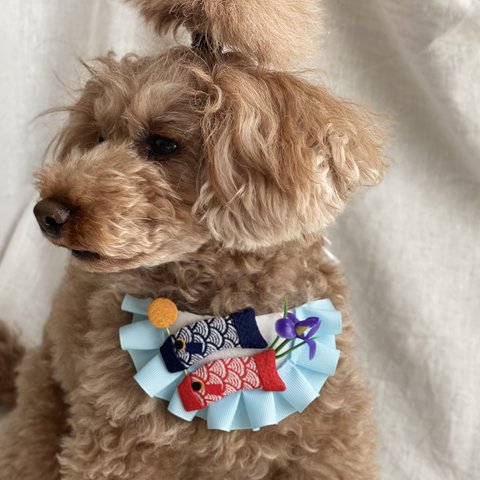 子供の日🎏チョーカー