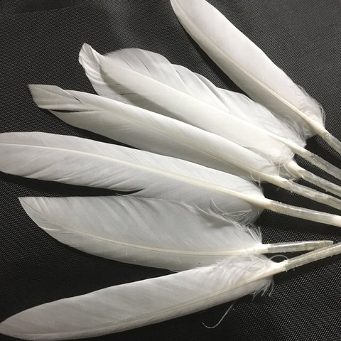 リアルフェザー Goose 羽 ホワイト 10枚セット 10-15cm