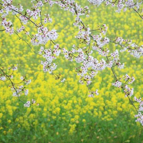 菜の花と桜の競演(1)