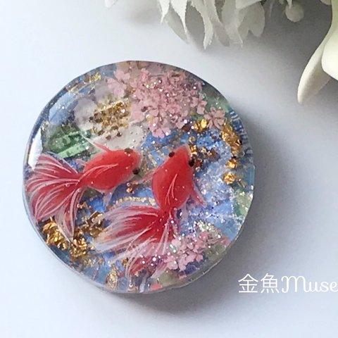 友禅金魚〜桜空