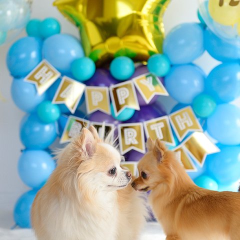 愛犬、愛猫のお誕生日に。お名前&年齢入り　ブルーのお城バルーンセット