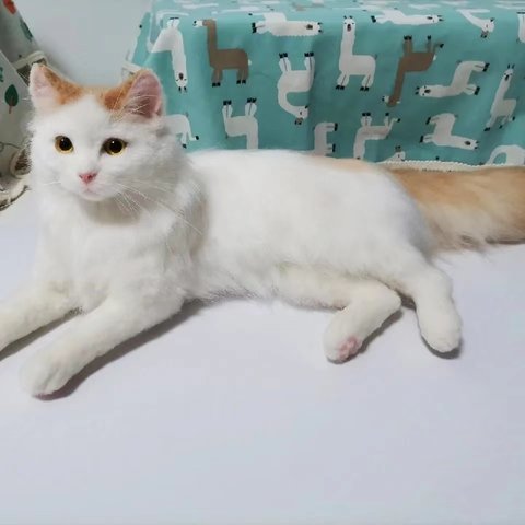 【オーダーメイドペット】羊毛フェルト、うちの子　猫ぬいぐるみ、フェルト猫、羊毛猫、肖像画、犬猫人形 プレゼントやギフトに