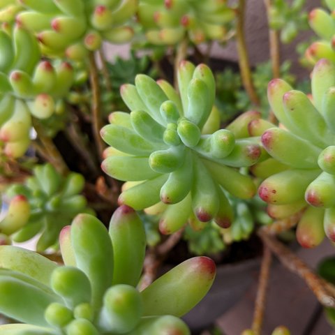 おとめ心　多肉植物