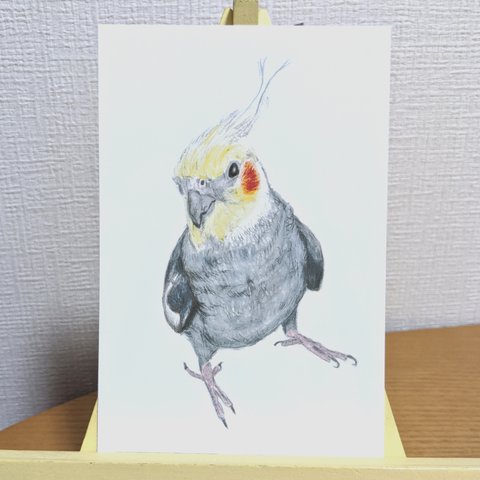 オカメインコ 3枚組ポストカード【変更可能】