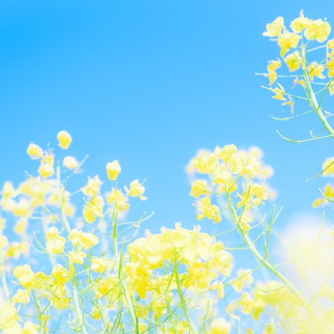 写真のある豊かな暮らし【青空に咲く幸せな花】