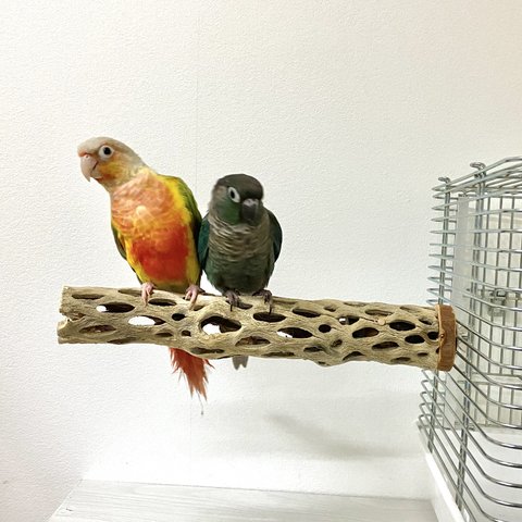 【展示用】鳥 とまり木  カクタスパーチ（サボテンのとまり木）インコ　自然木パーチ