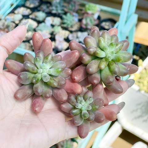 恋心♡⃛多肉植物＊カット苗＊発根あり