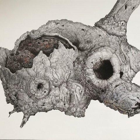 朽株　 ボールペン細密画 ballpoint pen drawing