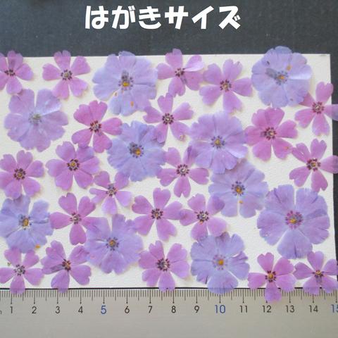 押し花　素材　芝桜(３１枚)　９００