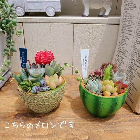 再販！🆕メロン🍈のジューシー寄せ植え(中身の植物選択OK🍈)