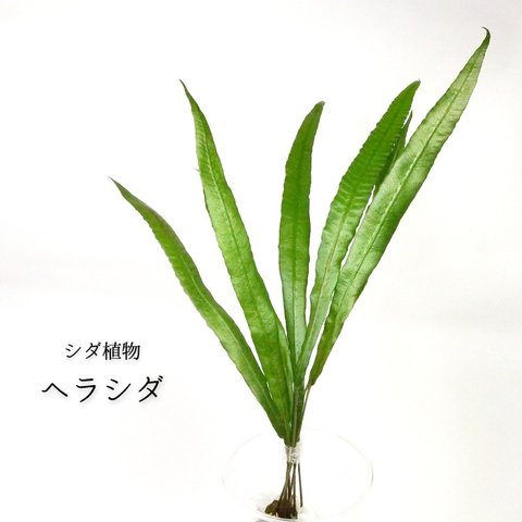 ヘラシダ（シダ植物）