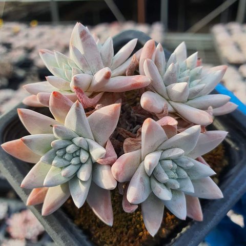 Dudleya White greenei 多肉植物 超美苗 韓国苗 観葉植物 花 園芸