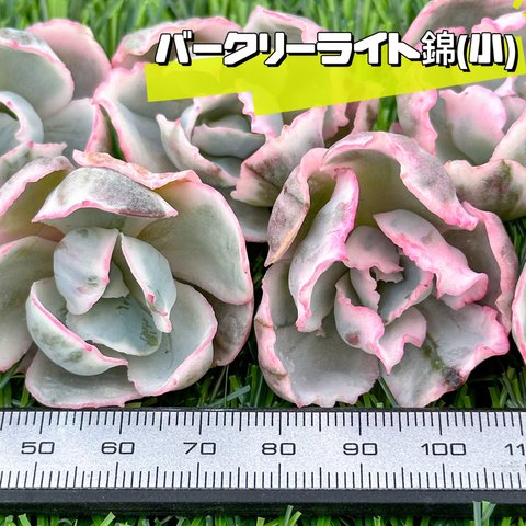 新入荷 大人気 多肉植物 エケベリア バークリーライト錦(小) 超美苗 レア種