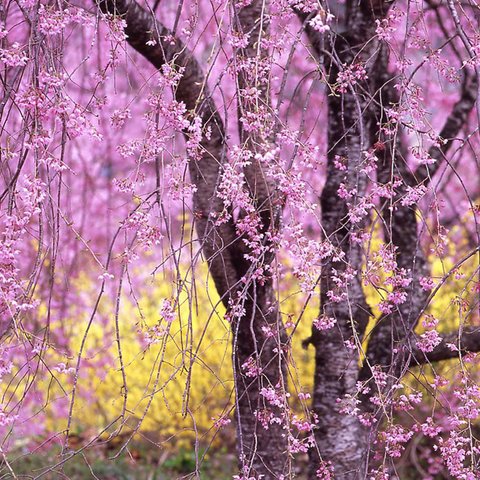 HA-102  孫太郎？の桜   A４size A下段