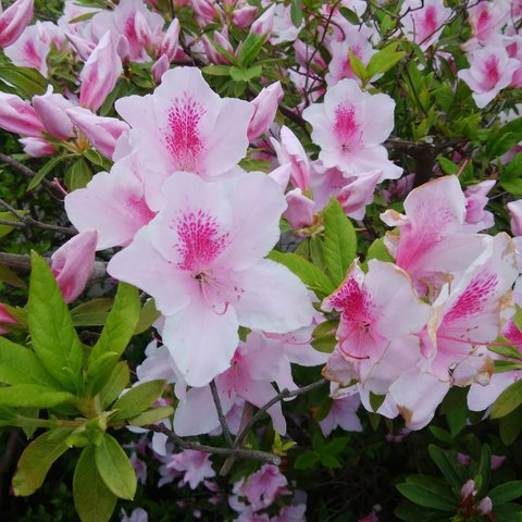 花満開ですね。