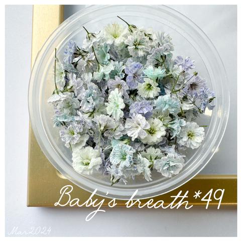 baby’s breath*49