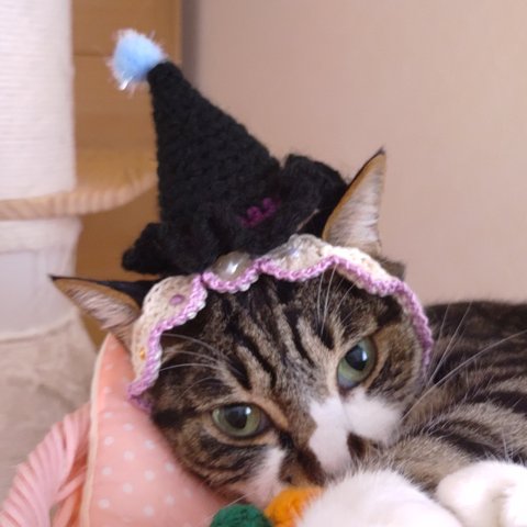 犬猫用ハロウィン帽子【黒】