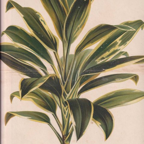 フランスアンティーク 博物画 植物画『L’ILIUSTRATION　HPRTICOLE』 多色刷り石版画　ボタニカルアート