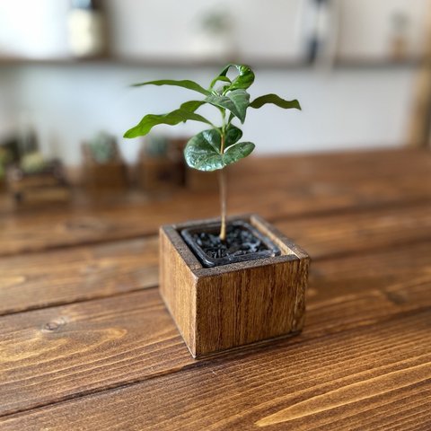 wood cube (ダークウォルナット)コーヒーの木セット