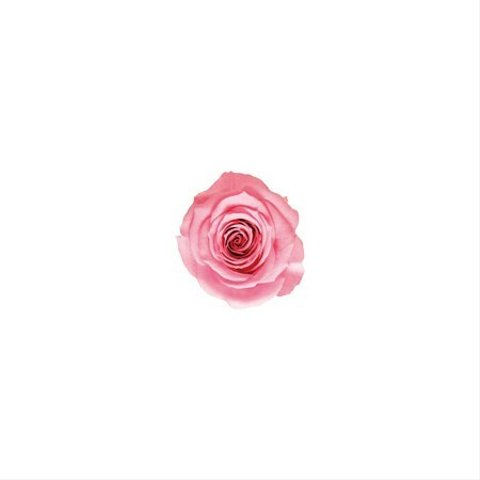 1輪　約3cm　おすそ分け　マドレーヌピンク　バラ・薔薇 　プリザーブド　仕入れ時から細かいキズ、花びらやガクなどに切れ、折れなどがある物もございます。天然素材の特徴とどうぞご理解ください