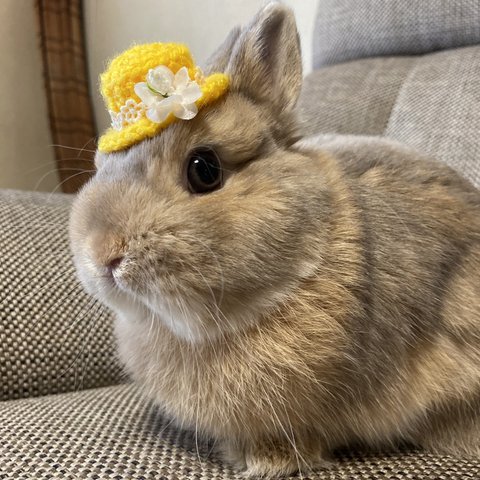 ウサギ用ミニ帽子