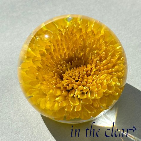 植物標本　菊　黄色　レジン　５センチ球体