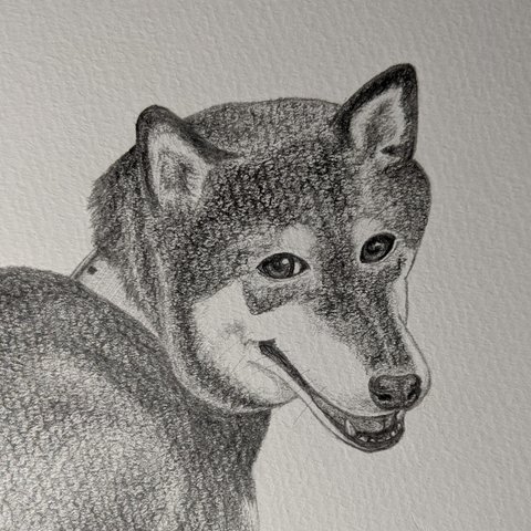 デッサン絵【原画１点限り】柴犬　黒柴　イラスト　絵画