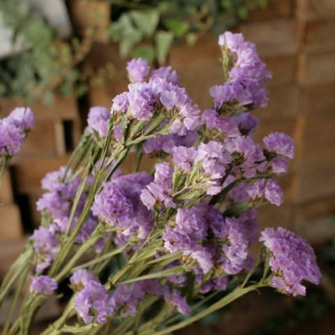 薄紫のスターチスの Dry Flower（5本組）