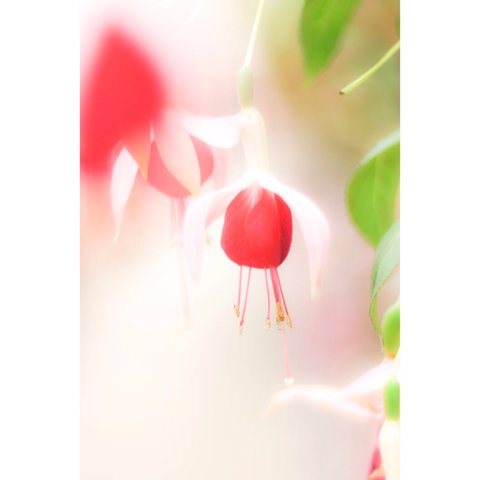 【写真と暮らす】ルビーの花 ふんわり可愛い植物写真*2L