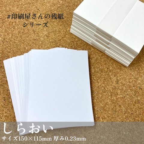 ハガキより大きめサイズ 「しらおい」50枚／150×115mm