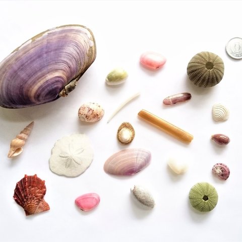 相模湾産✨貝殻色々２０点