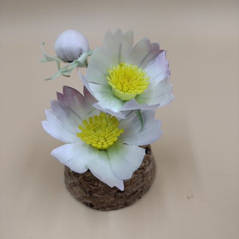 ガラスドーム　コスモス　秋桜