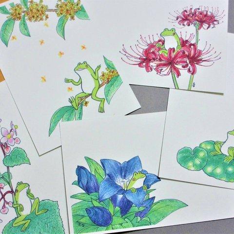 カエルと秋の花　ポストカード５枚セット（送料無料）