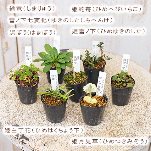 2苗セット 草花苗 山野草 1 盆栽 ミニ 育てやすい 寄せ植え 和風 観葉植物